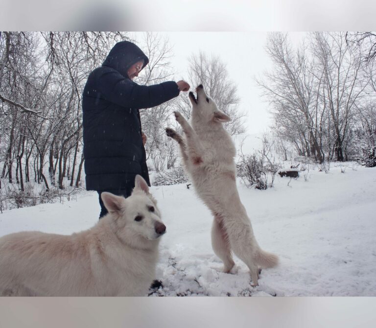 Полярные волки и зайка