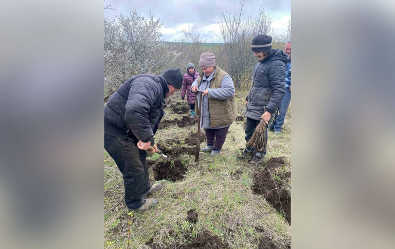 Возрождение дубрав: забота о природе и вклад в будущее
