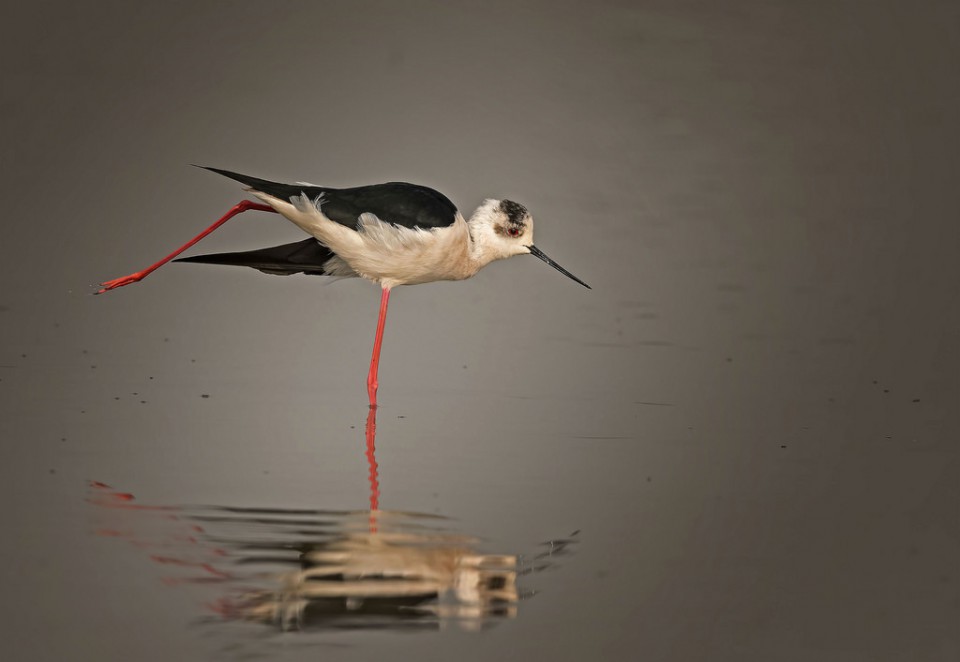 Старые знакомые – кулики фото из открытых источников