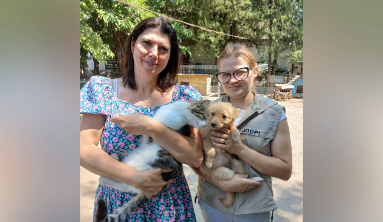Откровенно о проблеме бездомных животных
