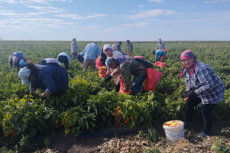 Хорошие виды на урожай