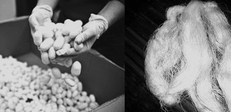 Драгоценный шелкопряд