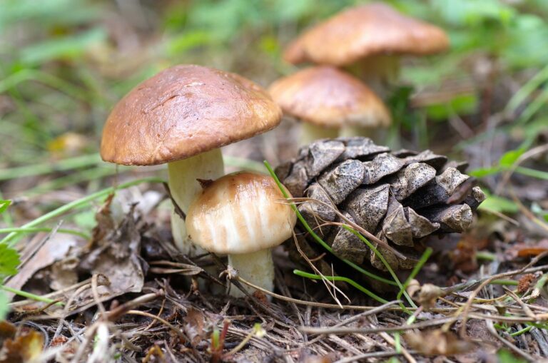 Приезжайте, пособираем…