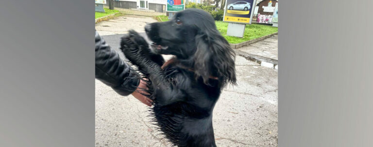 Приключения чёрного спаниеля