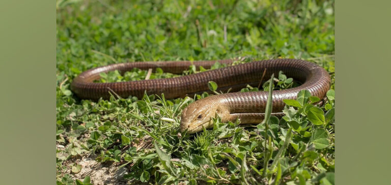 «Желтобрюх», «Сармат» и медянка