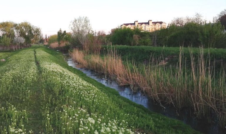 Живой Колкотовый ручей