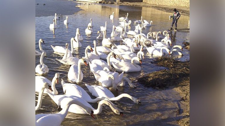 Птицы, дети и простые чудеса