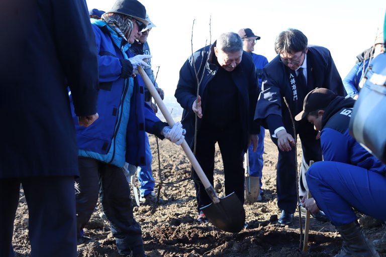 Сакура – символ мира