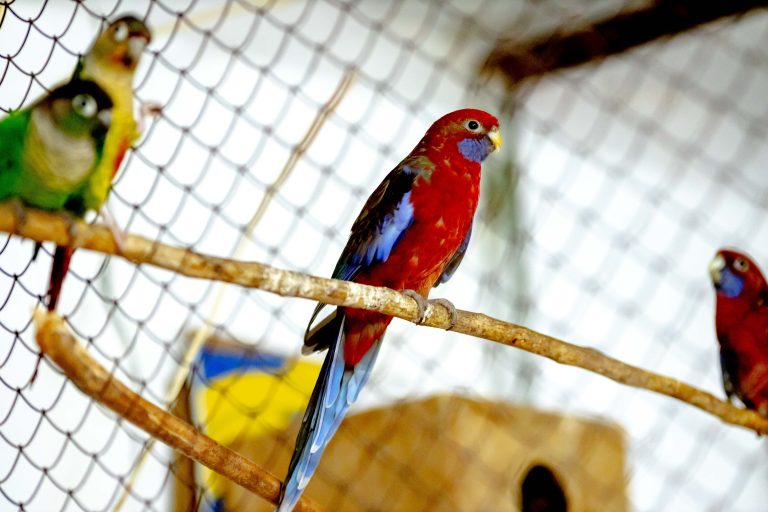 Островок пернатых сокровищ. Фоторепортаж.