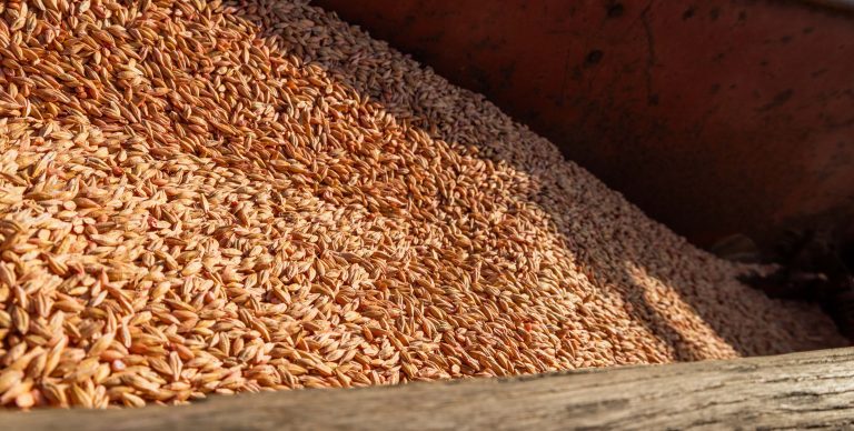 Время сеять. Фоторепортаж.