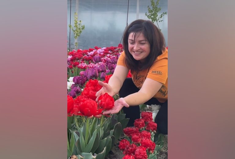 Тюльпановый бум в Терновке